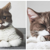 Meet Gringo, The Cat With White Mustache Who Mustached His Way Into Our Hearts