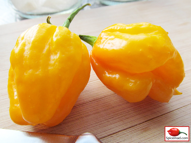 Papa Joe's Scotch Bonnet - 30th August 2022