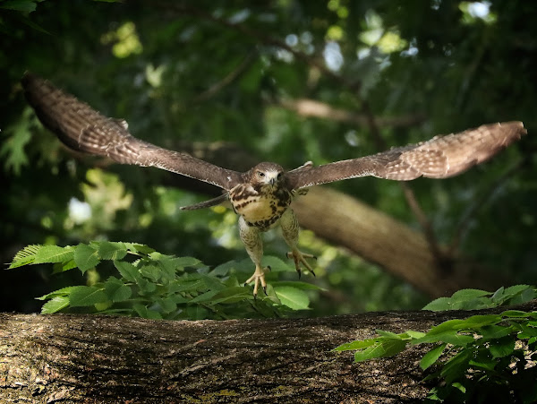 Fledgling red-tailed hawk in Tompkins Square