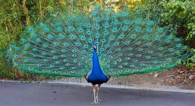 Test del Pavo Real
