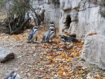 ヘラブルン動物園のペンギン