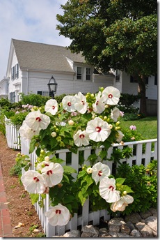 Cape Cod, MA 070