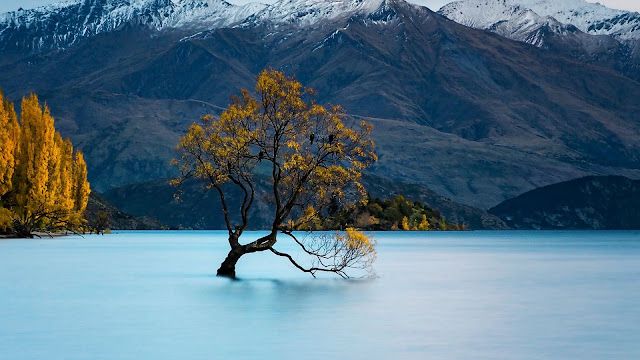 Nature, Wanaka Tree, New Zealand, Lake, Mountain