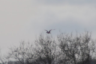 Stone Curlew