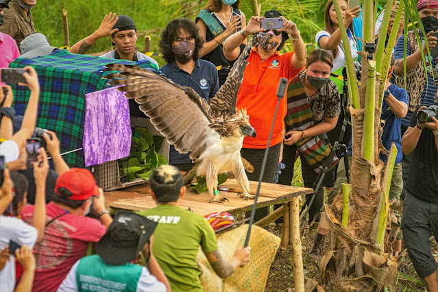 PH Eagle ‘Sarangani’ returns home to Mt. Busa range