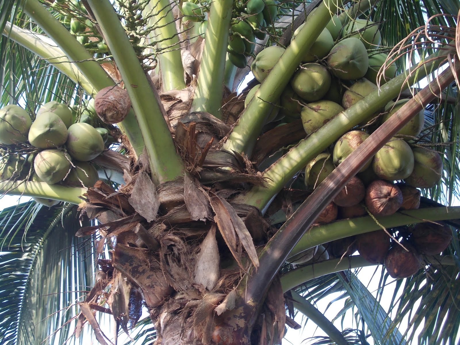 Khazanah Alam Teknik petik kelapa  muda yg tinggi pokoknya