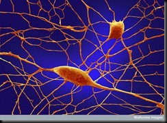 neurons