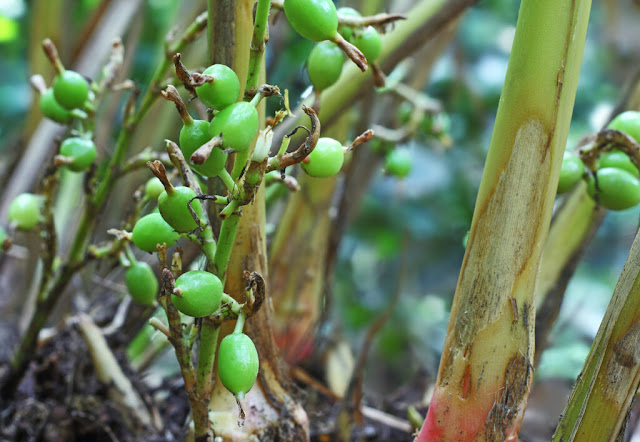 Ranweli spice garden