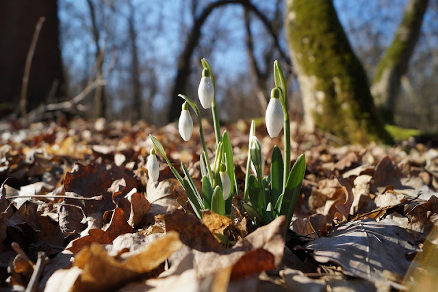 Snowdrops among the leaves in native woodland