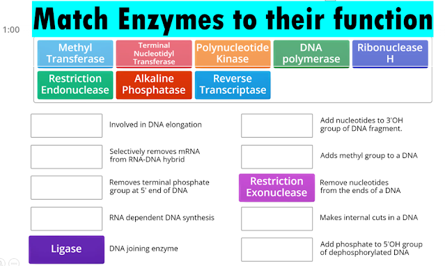 Enzymes in Molecular biology Matching Game