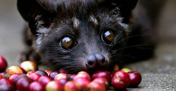 Fakta Unik Seputar Kopi Luwak, Kopi Termahal di Dunia