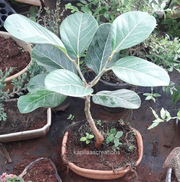 Bonsai Kapilaas : Banyan Bonsai from cuttings Bonsai Kapilaas : Banyan Bonsai from cuttings