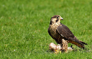 Perbedaan Burung Elang dan Burung Alap-Alap