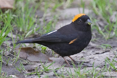 Gold-naped Finch