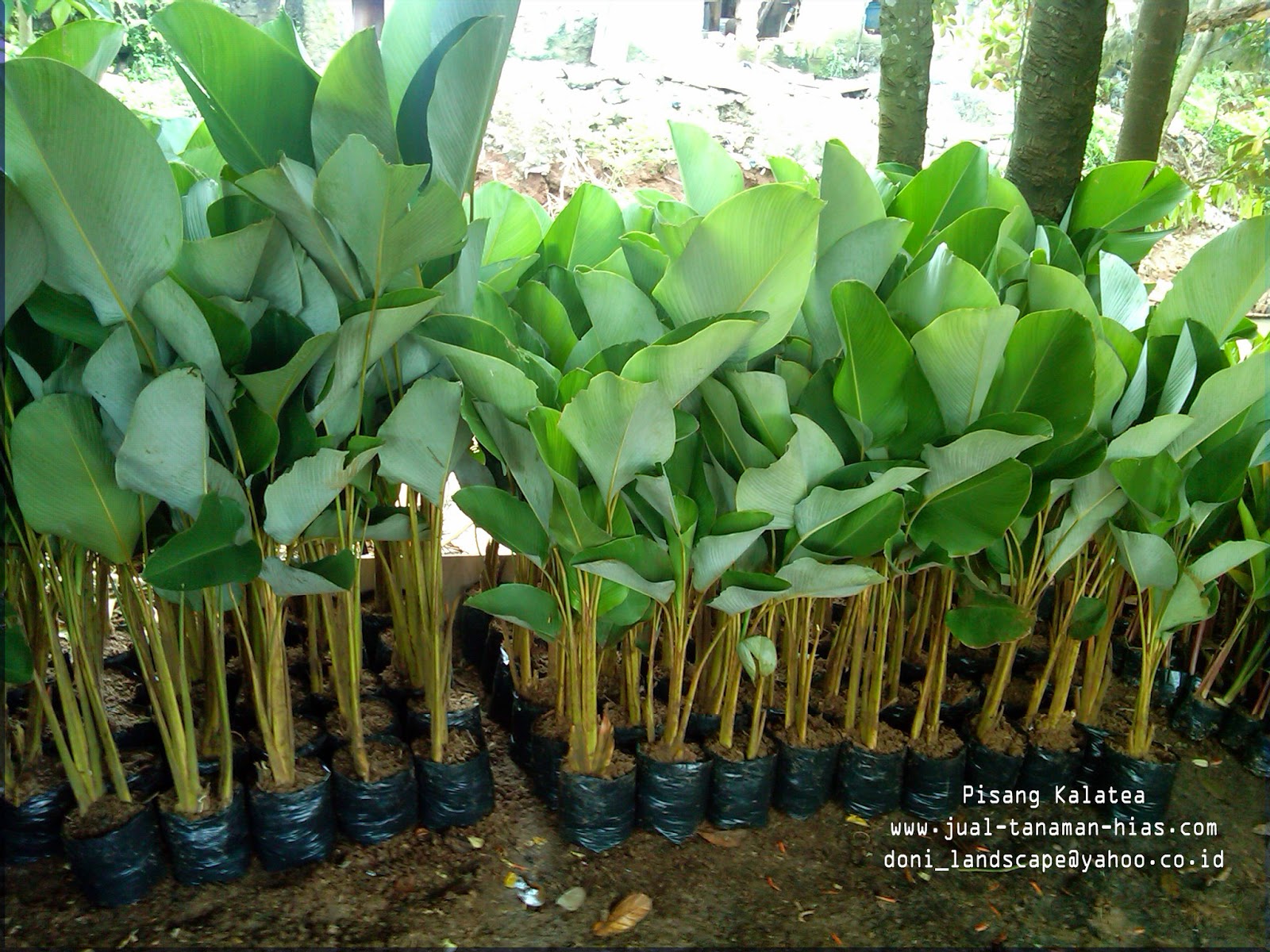 POHON PISANG KALATEA - JUAL TANAMAN HIAS