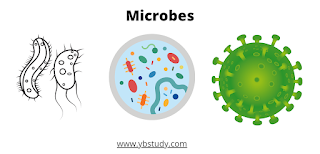 What are Microbes