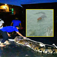 Buaya Tersesat Di Pulau Gaya Berjaya Ditangkap Penduduk