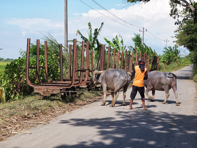 Buffalo Train at Sumberharjo