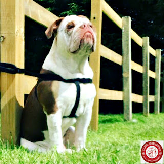 English Bulldog Sitting Proudly