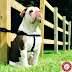 English Bulldog Sitting Proudly