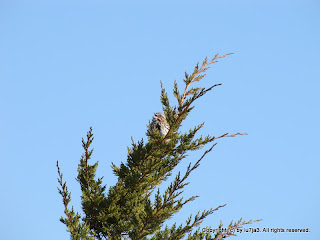 Song Sparrows