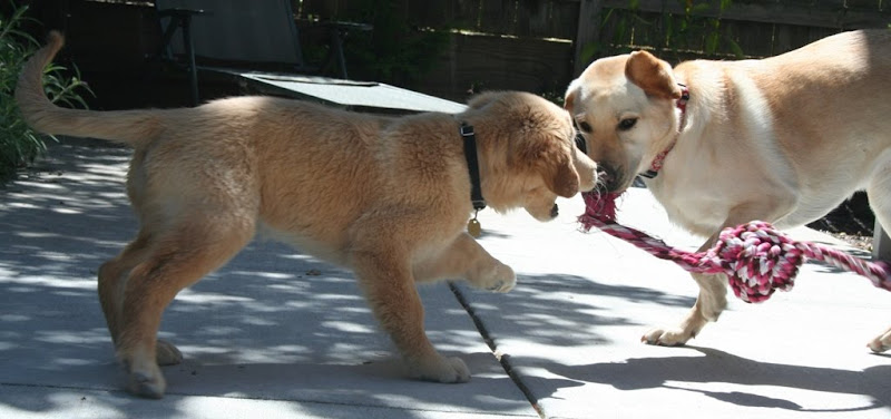 cabana and montego stand almost nose to nose, cabana has the whole rope in her possession, while montego has none, with his paw in the air, he's going after it though