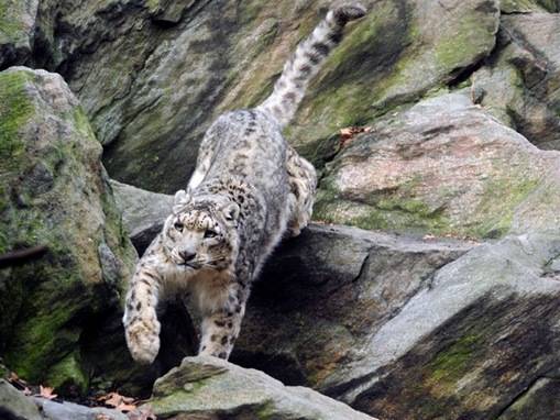 The 7 Big Cat Species_www.wonders-world.com_1166080772