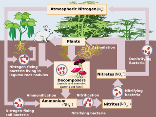 Contoh Skripsi Biologi Contoh Skripsi 2015 | Share The Knownledge