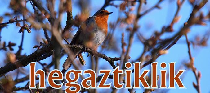 HEGAZTIKLIK