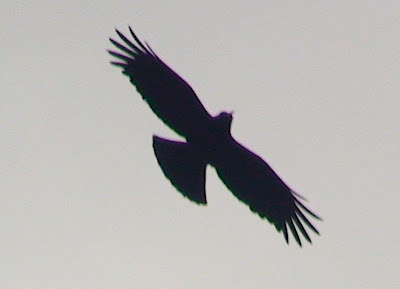 Red-billed Chough (Pyrrhocorax pyrrhocorax)