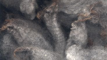 A gorgeous grey lamb fleece.