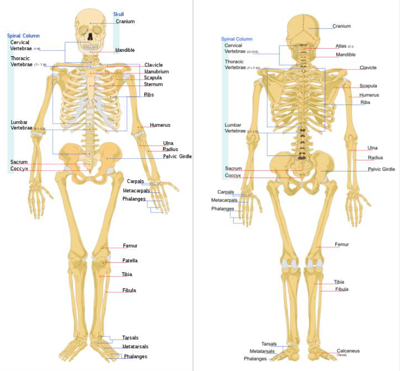  Gambar  Organ Pernapasan Manusia  Beserta Fungsinya 