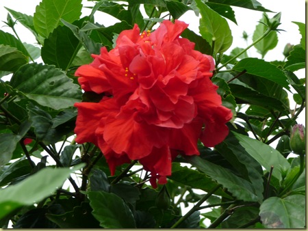 Flowering double ----- near a backyard clotheline next door