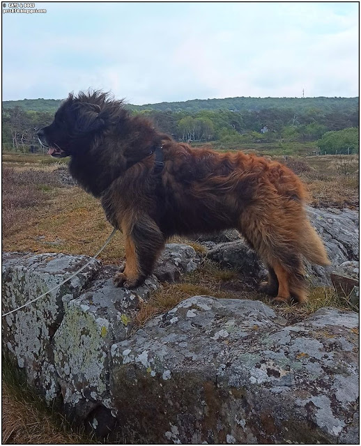 leonberger