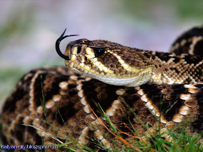 Rattlesnake