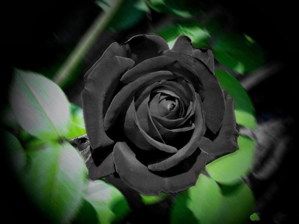 Black Rose Wallpapers - keywords HERE