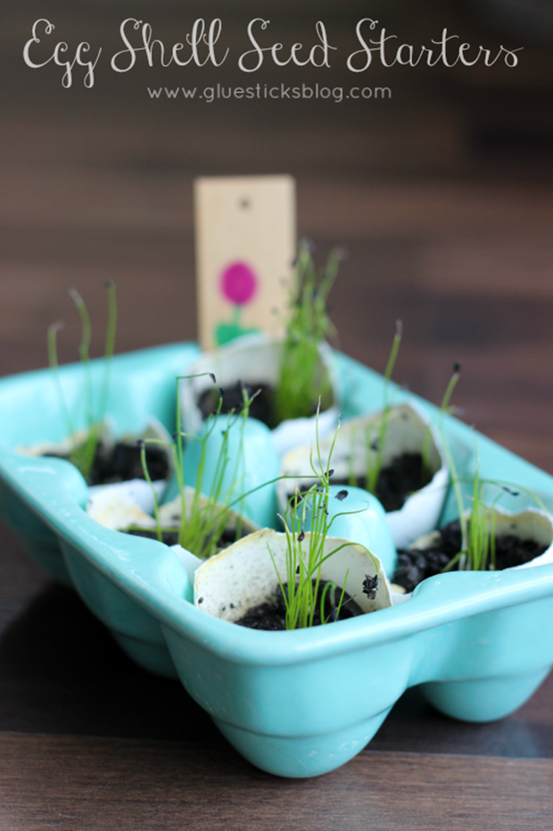 egg-shell-seed-starters