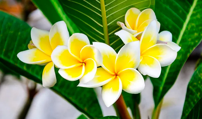 Flor branca e amarela da plumeria rubra