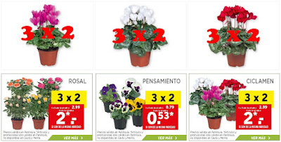 lidl plantas 2016