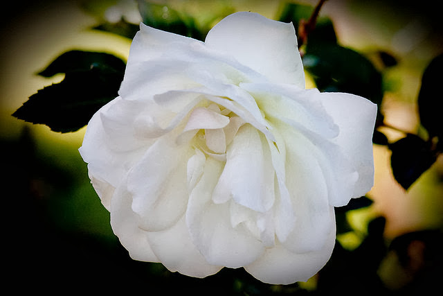 White Rose Wallpapers Free Download