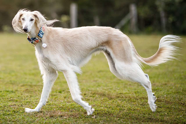 "Elegant and athletic Saluki dog running on a desert landscape, with a beautiful sandy coat flowing in the wind and focused eyes on its prey."