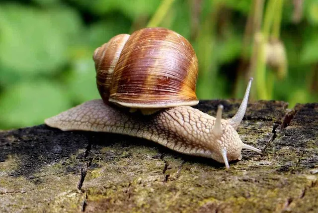 Maus und Schnecke - Komfort - August G. Meißner