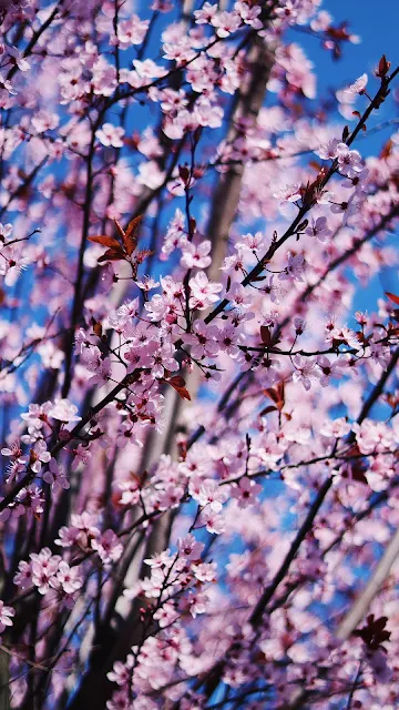 Lindas Flores Sakura Flor de Cerejeira Japão