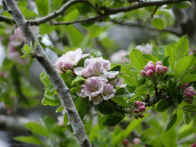 pink buds and flowers