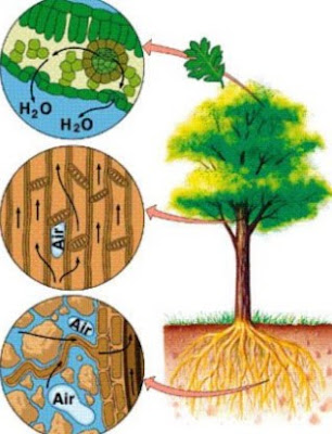 Pengangkutan Air pada Tumbuhan 
