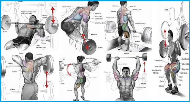 Barbell Exercises That Suit Beginners ~ multiple fitness