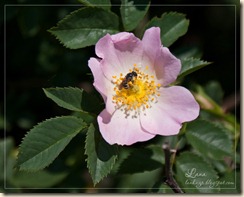 SONY DSC