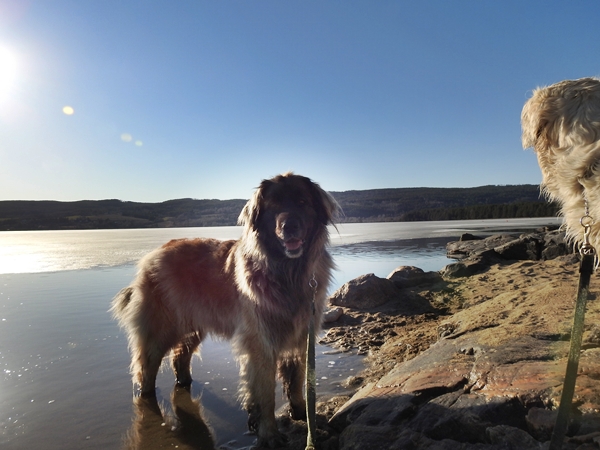 røsholmstranda tyrifjorden