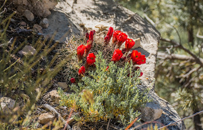 Photo of Red Wildflowers at the Grand Canyon