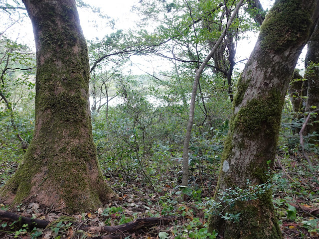 大野池の遊歩道